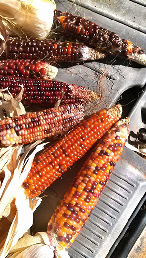 Orange and Brown Corn on Metal Pan