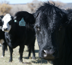 A Black Cow with a Tag in Its Ear