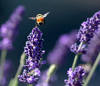Close up of bee landing on lavender blossoms