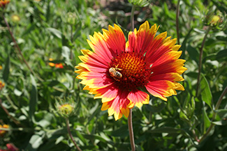 Native Bee on Gaillardia flower
