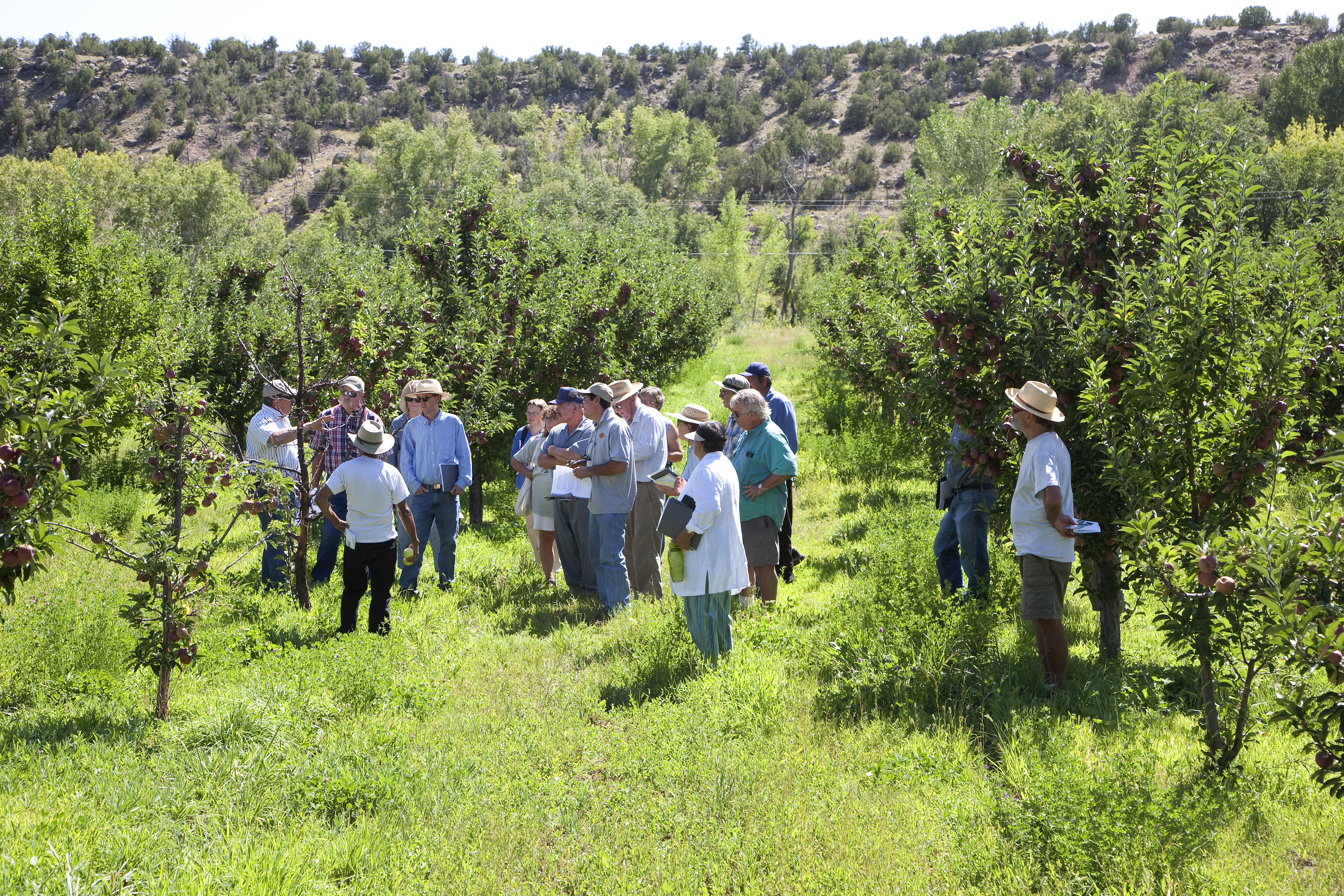 Participants Within Trees