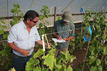 NMSU Staff Conducting Cucumber Trials