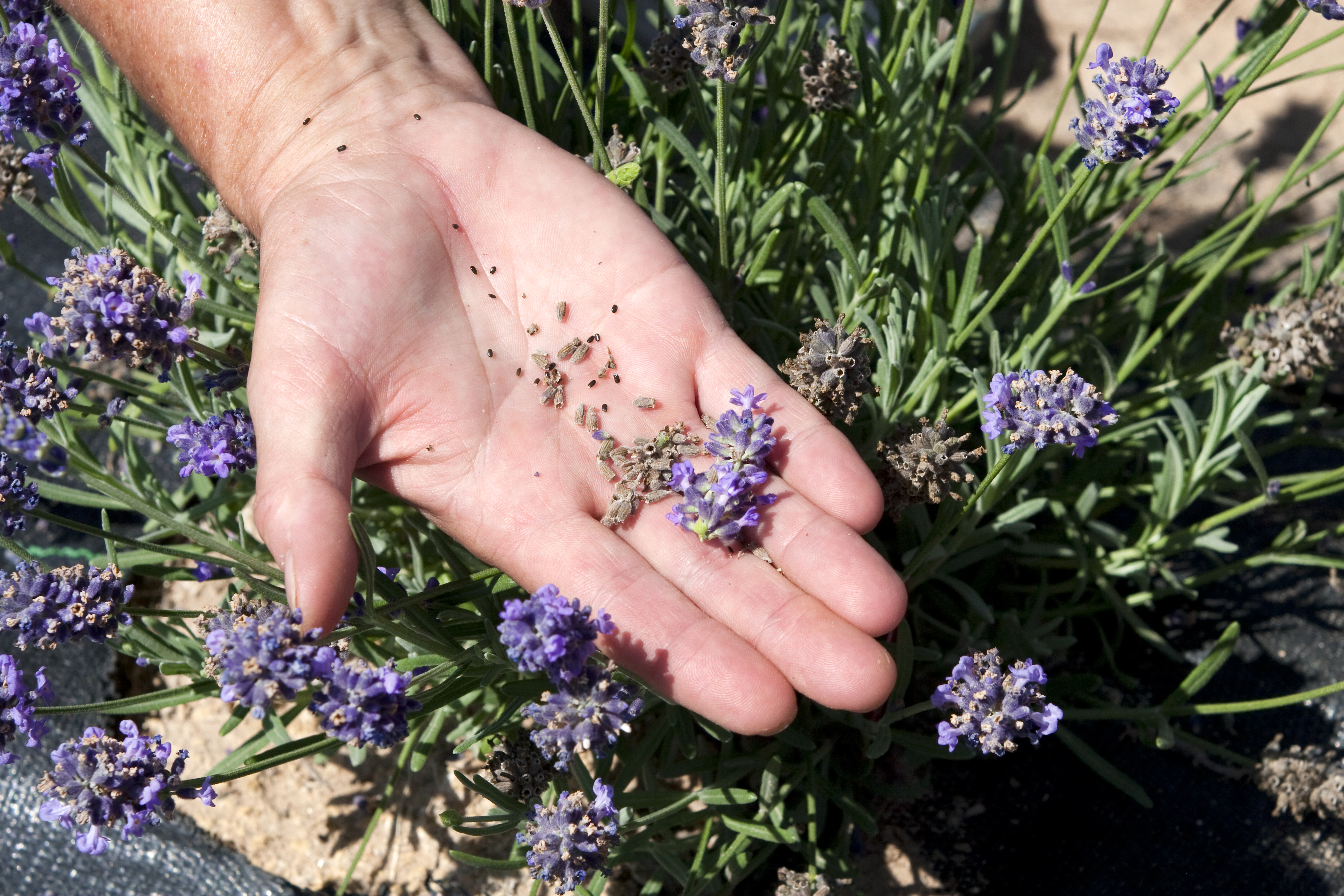 Hand Holding Lavender