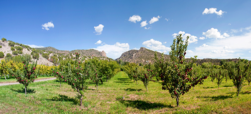 Apple Tree Orchard with Hills in Background