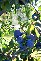 Spider Web Woven in between Plum Branches with Purple Plum