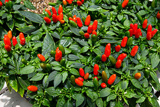 A Red Chile Pepper Plant