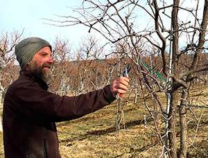 Rob Pruning Trees during Winter