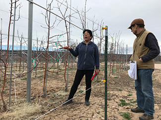 Shengrui Yao Pruning Apple Stock