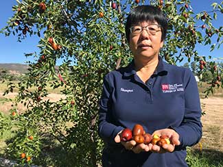Shengrui Yao Holding Jujube