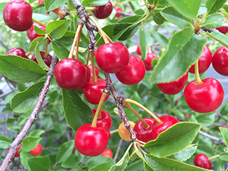 Close Up of Red Tart Cherry on Branch
